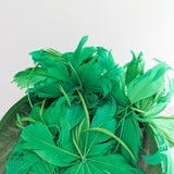 Emerald green feather large saucer disc fascinator hat Emerald green feather large saucer disc fascinator hat