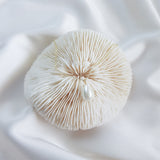 Pearl drop bridal necklace, Dainty wedding necklace, Gold elegant necklace, Pearl wedding jewellery, Jewellery for brides Pearl drop bridal necklace, Dainty wedding necklace, Gold elegant necklace, Pearl wedding jewellery, Jewellery for brides