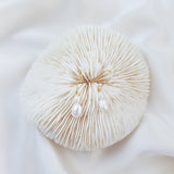 Pearl Drop Earrings, Bridal Earrings, Freshwater Pearl Earrings, Gold Pearl Earrings, Wedding Earrings, Bridal Jewelry, Bridesmaid Gift Pearl Drop Earrings, Bridal Earrings, Freshwater Pearl Earrings, Gold Pearl Earrings, Wedding Earrings, Bridal Jewelry, Bridesmaid Gift