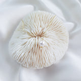 Baroque pearl bridal necklace, Dainty wedding necklace, Gold minimalist elegant necklace, Freshwater pearl wedding jewellery Baroque pearl bridal necklace, Dainty wedding necklace, Gold minimalist elegant necklace, Freshwater pearl wedding jewellery