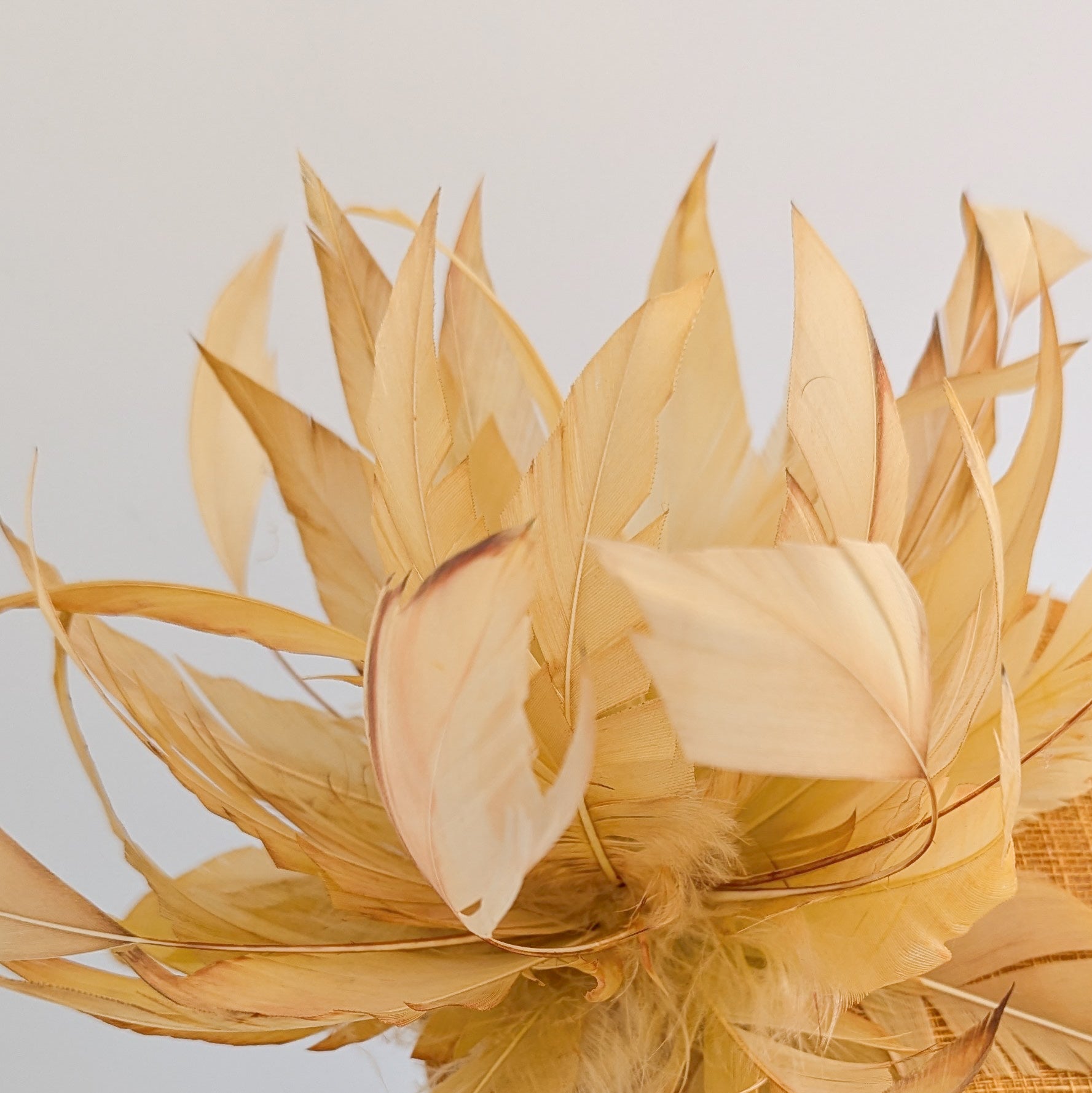 Tangerine orange feather fascinator hat